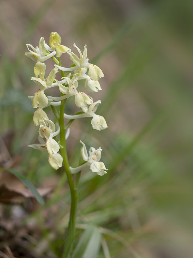 Orchis provincialis